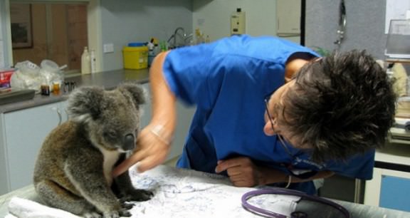 koala-hospital5-1